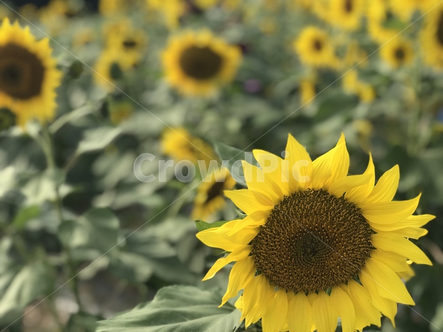 해바라기,해바라기밭,늦여름,여름꽃,sunflower,식물,자연,plants,nature,꽃,flower