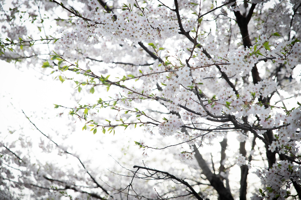 봄,spring,벗꽃,cherrytree,서울,korea,송파,봄,계절,spring,season,plant,식물,blossom,꽃,flower,cherry blossom,벚꽃