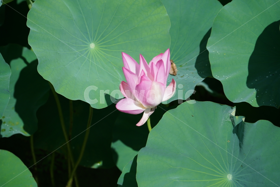 연꽃,수련,수초,식물,뿌리줄기,땅속줄기,연근,불교,연자육,연실,식물,자연,plants,nature,꽃,flower