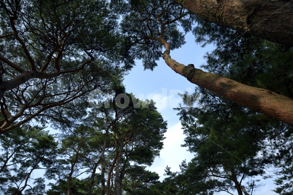 소나무,지도모양,푸른하늘,공원,피톤치드,pine,Mappattern,Lookatthebluesky,park,Phytoncide,식물,자연,plants,nature,나무,trees,wood