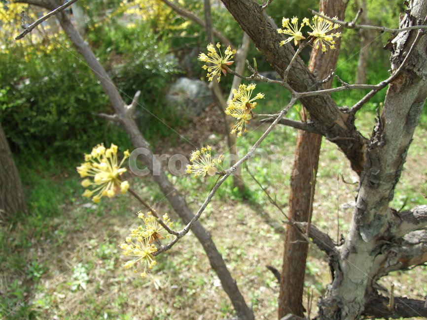 plant,식물,tree,나무,한송이,자연,봄,가지,노란잎
