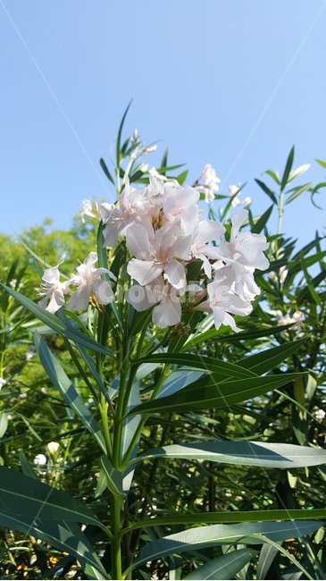 꽃,하늘,바다,잎,식물,자연,flowers,sky,sea,leaf,plants,nature