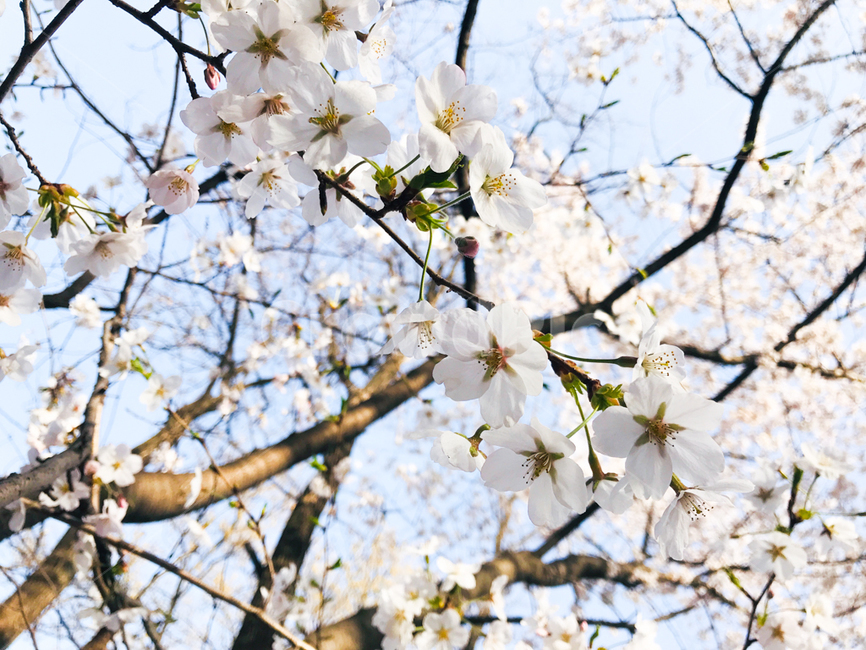 벚꽃,봄꽃,꽃,봄,벚나무,나무,자연,계절,blossom,spring,flower,plant,nature,season,식물,자연,plants,nature,꽃,flower