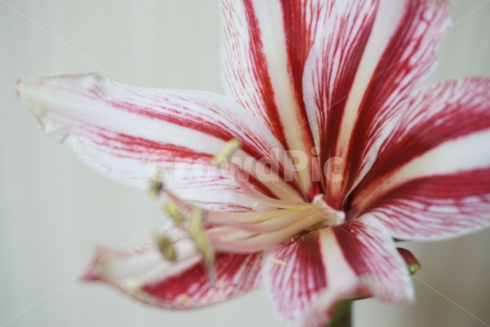 난,꽃,식물,flower,plant,nature,자연,식물,자연,plants,nature,꽃,flower