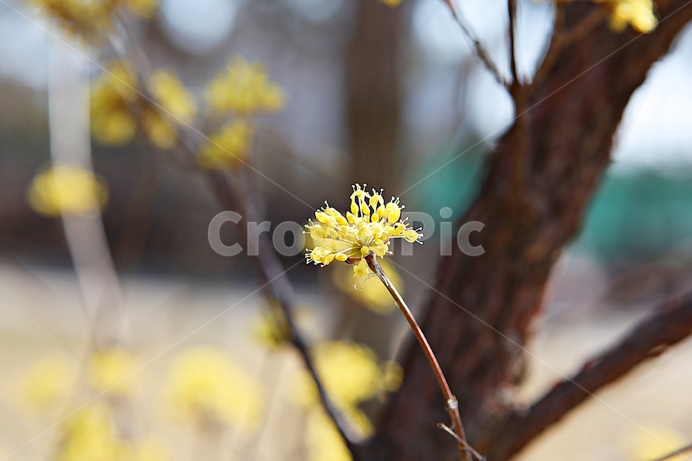 산수유,꽃,봄꽃,봄,꽃잎,식물,자연,봄,계절,spring,season