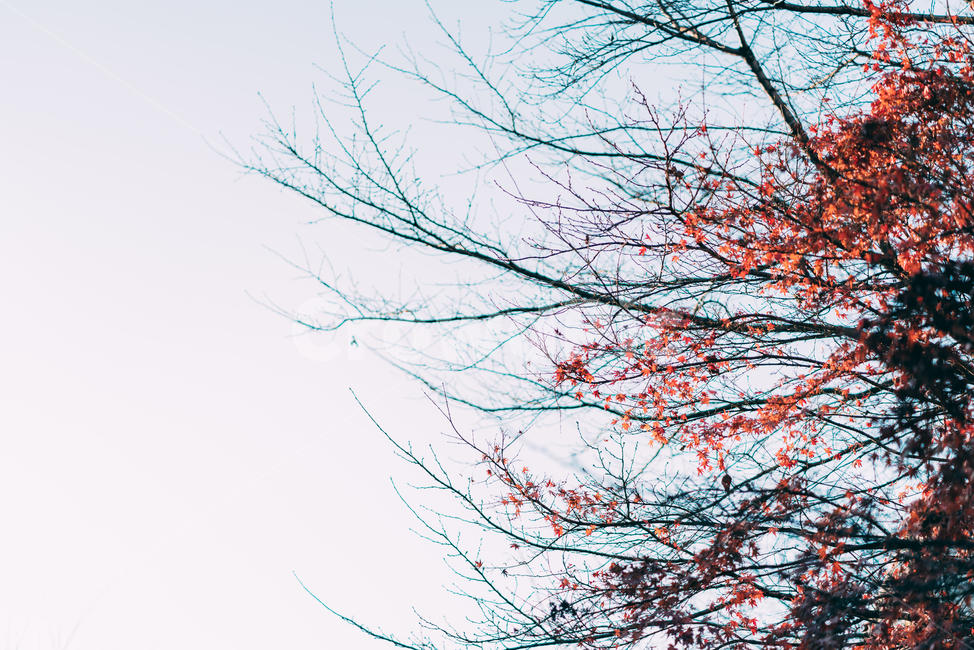 단풍,나무,sky,하늘,nature,자연,landscape,나뭇가지,배경화면,단풍나무,가을,계절,fall,autumn,season,식물,자연,plants,nature,나무,trees,wood,감성,sensible,feeling,색깔,색상,색채,색감,color sense,color sensitivity,feeling of color,leaf,잎,plant,tree