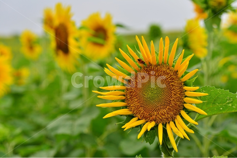 flower,sprout,새싹,bud,싹,blossom,꽃,plant,식물,해바라기,해바라기꽃