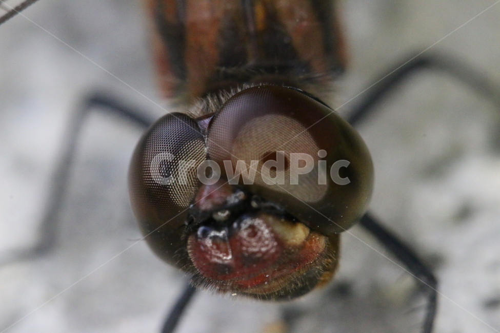 잠자리,접사,곤충,잠자리접사,잠자리확대,곤충확대,클로즈업,dragonfly,곤충접사,잠자리눈,잠자리날개,곤충날개,곤충눈,곤충,벌레,insect,bug