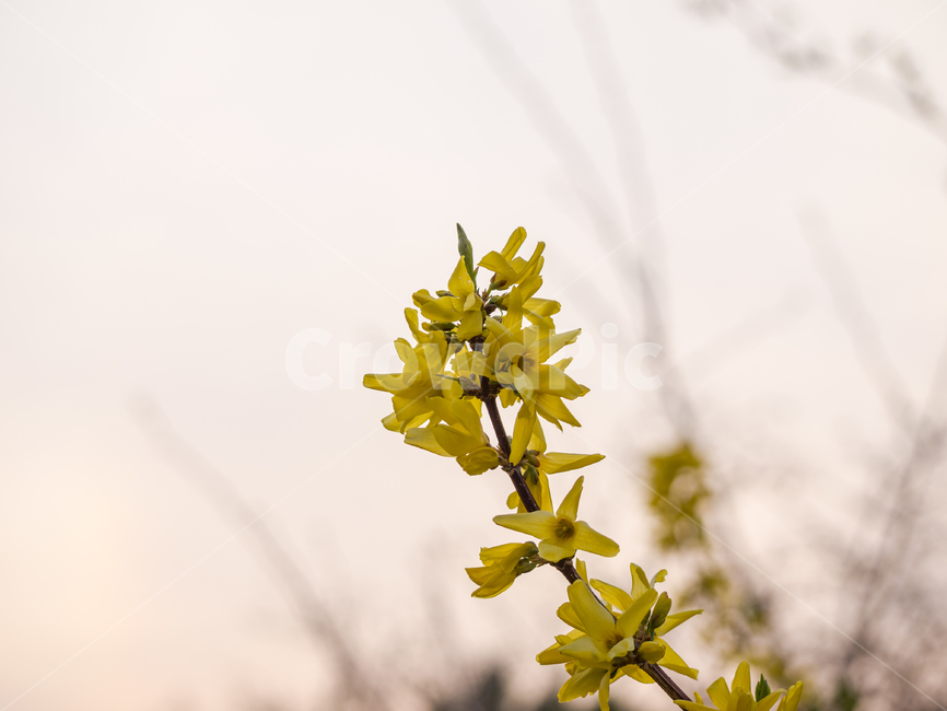 forsythia,개나리,flower,꽃,plant,식물
