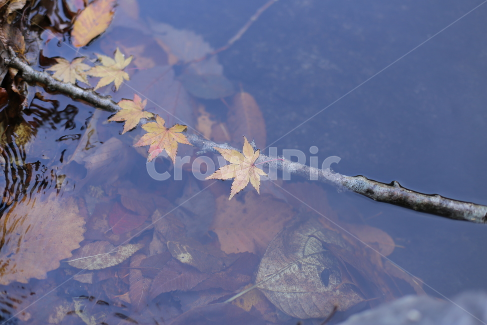 가을,단풍,단풍잎,낙엽,풍경,가을,계절,fall,autumn,season,plant,식물,leaf,잎,tree,나무