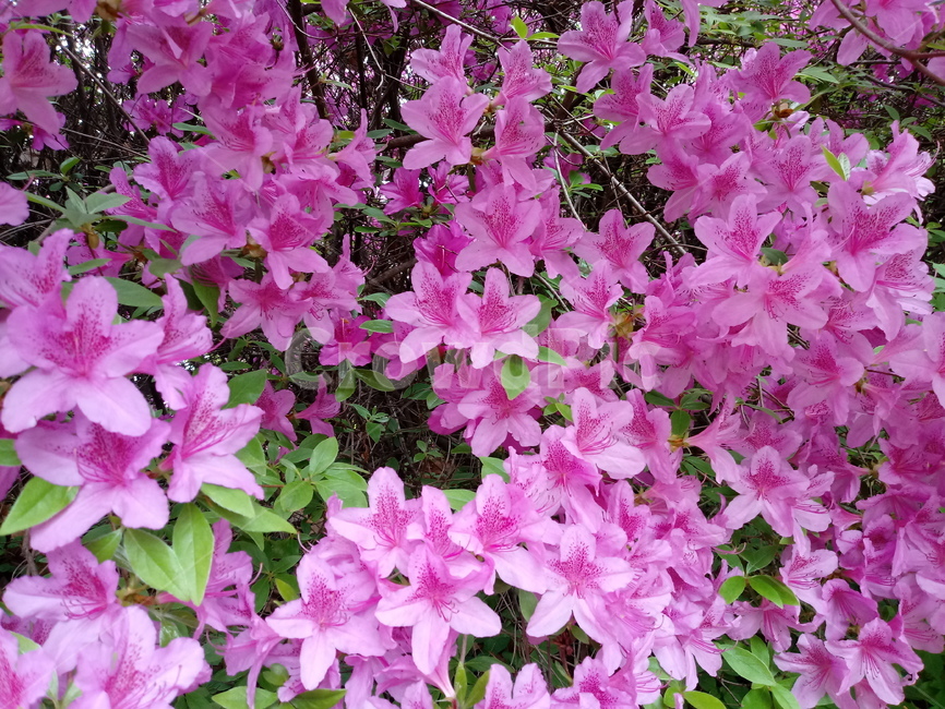 철쭉,smilerosebay,진달래과,식물,봄꽃,개꽃나무,springseasonflower,척촉화,낙엽관목,관상용