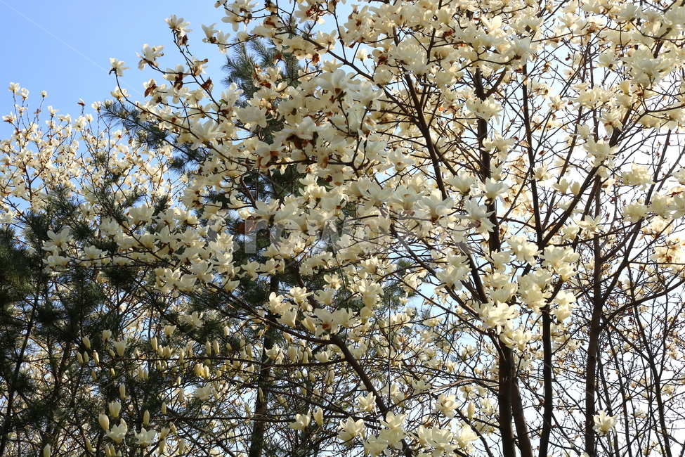 목련,꽃,목련꽃,나무,식물,흰꽃,봄,자연,식물,자연,plants,nature,꽃,flower