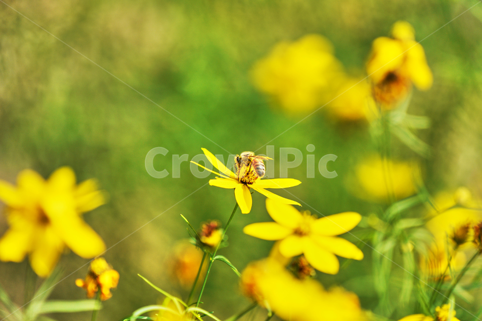 꽃,여름,식물,자연,나들이,꿀벌,벌,식물,자연,plants,nature,꽃,flower,동물,animal,곤충,벌레,insect,bug