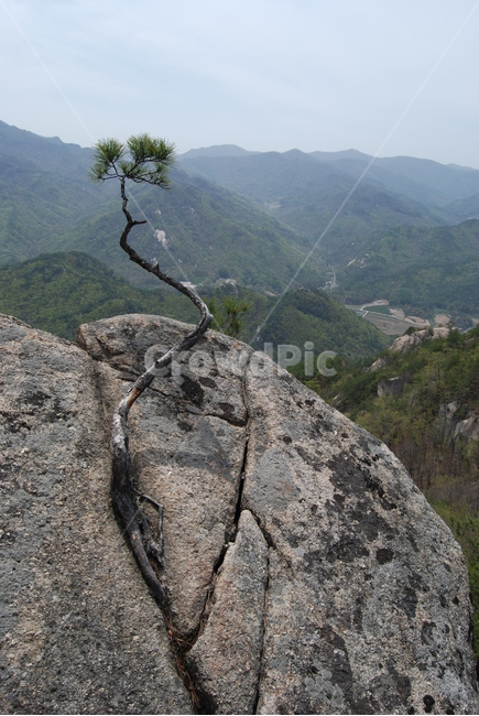 도락산,바위,나무,등산로,봄,자연,풍경,nature,landscape,한국자연풍경,한국자연경관,korea nature landscape,outdoors,옥외