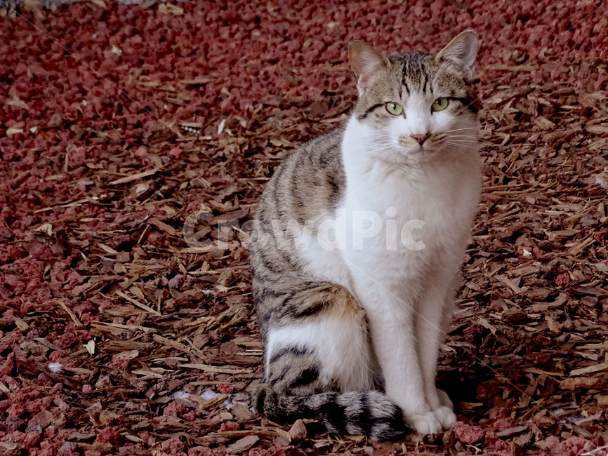 길냥이,고양이,갈색고양이,냥이,길고양이
