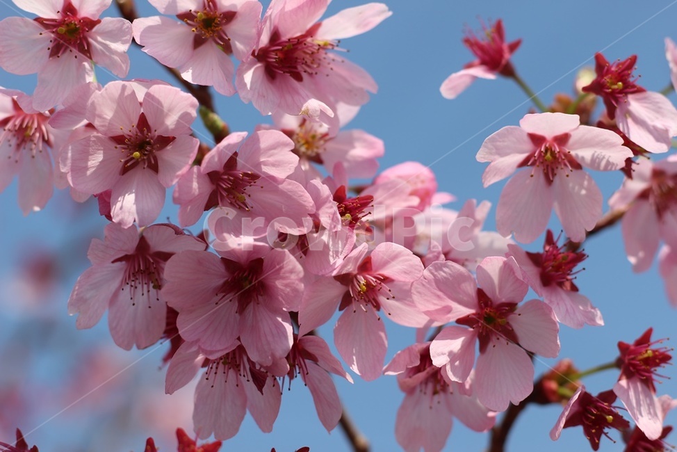 봄,벚꽃,정원,감성사진,하늘,봄풍경,맑음,가드닝,플라워,봄,계절,spring,season,식물,자연,plants,nature,꽃,flower,plant,blossom