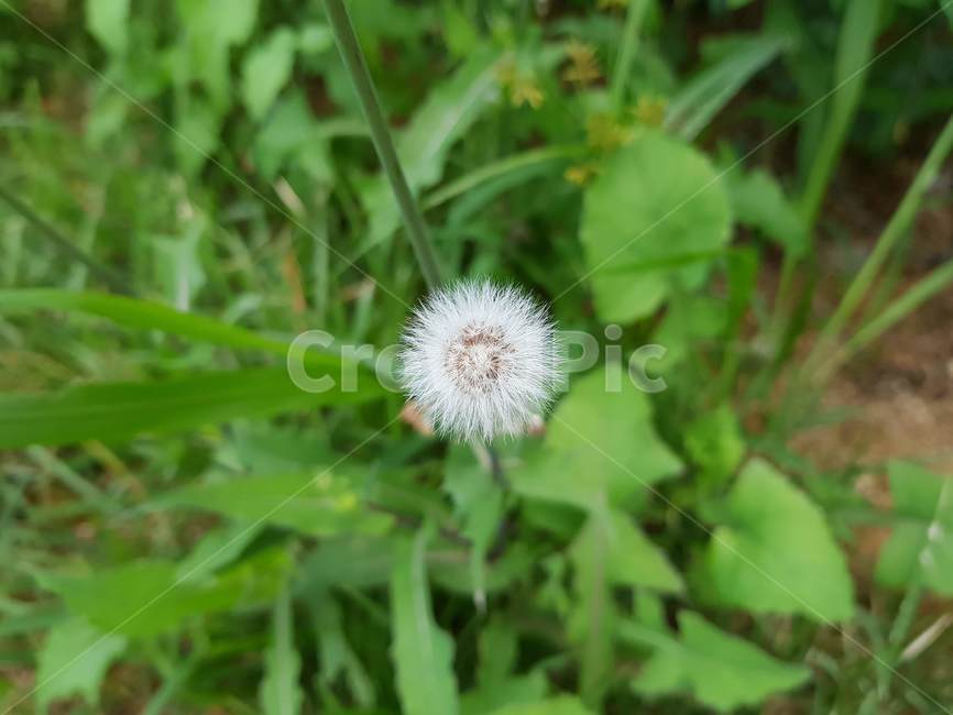 꽃,식물,민들레,한송이,슬픔,날개,식물,자연,plants,nature,꽃,flower