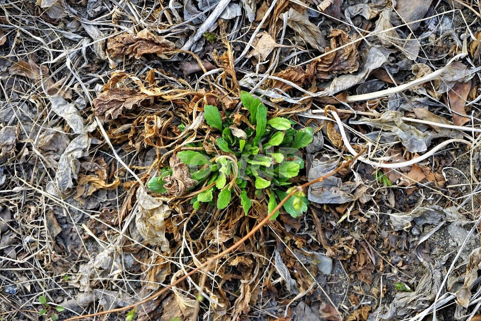 눈,싹,자연,식물,나무,연두색,녹색,식물,자연,plants,nature