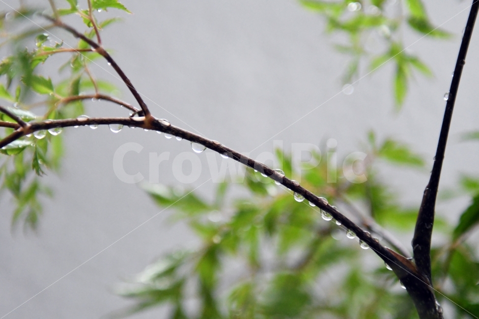 식물,물방울,비,망울망울,풀,싱그러움,소나기,빗방울,식물,자연,plants,nature,비,비오는날,rain,rainy