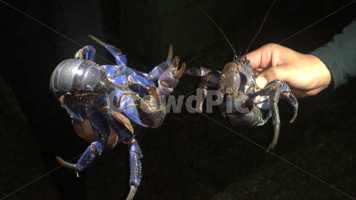 Coconut Crab,Guam,Baby Coconut Crab,Young Coconut Crab