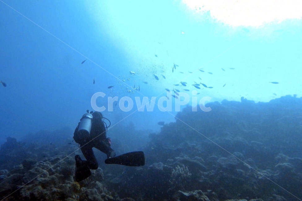다이빙,스쿠버다이빙,스킨스쿠버,수중세계,다이버,스쿠버다이버,scubadiving,여행,휴가,traveling,vacation,trip,스포츠,레저,운동,sports,leisure,exercise