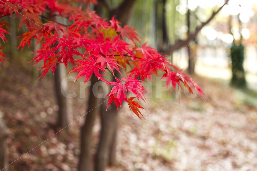 가을,단풍,나무,공원,따뜻함,계절,나뭇잎,가을,계절,fall,autumn,season,식물,자연,plants,nature,leaf,잎,plant,tree,maple