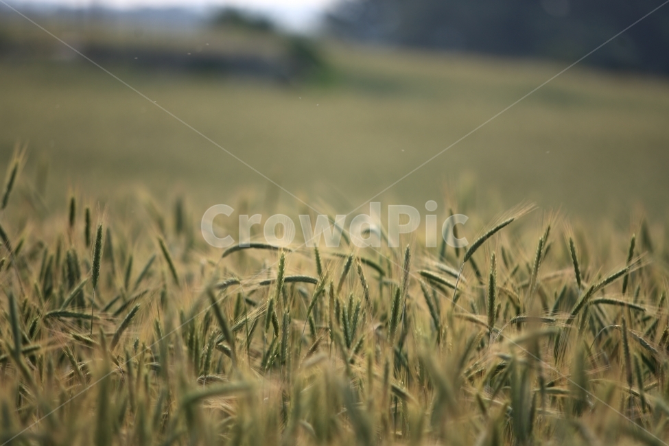 밀,밀밭,봄,풍경,식물,식물,자연,plants,nature,감성,sensible,feeling
