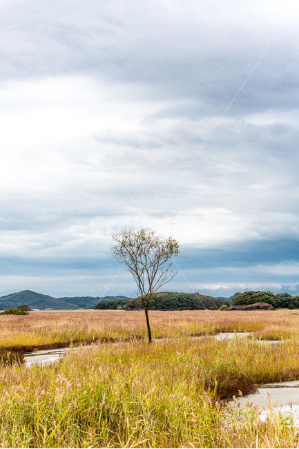 우움도,갈대,구름,하늘,감성,습지,풍경,가을,계절,fall,autumn,season,자연,풍경,nature,landscape,한국자연풍경,한국자연경관,korea nature landscape,grassland,목초지,outdoors,옥외,field,들,savanna,대초원