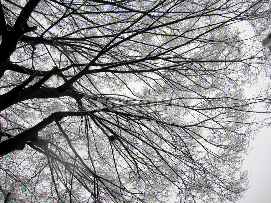 눈,나무,숲,하얀,겨울,snow,tree,winter,white,순백의,겨울,계절,winter,season,식물,자연,plants,nature,나무,trees,wood