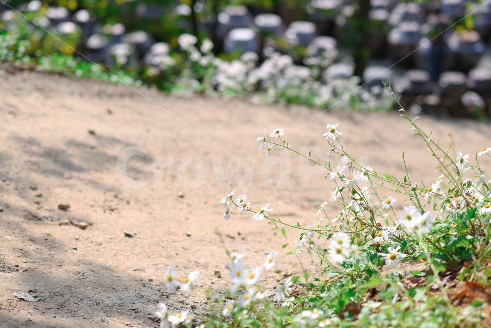 꽃,구절초,가을,가을꽃,오솔길,한국,식물,자연,plants,nature,꽃,flower,감성,sensible,feeling