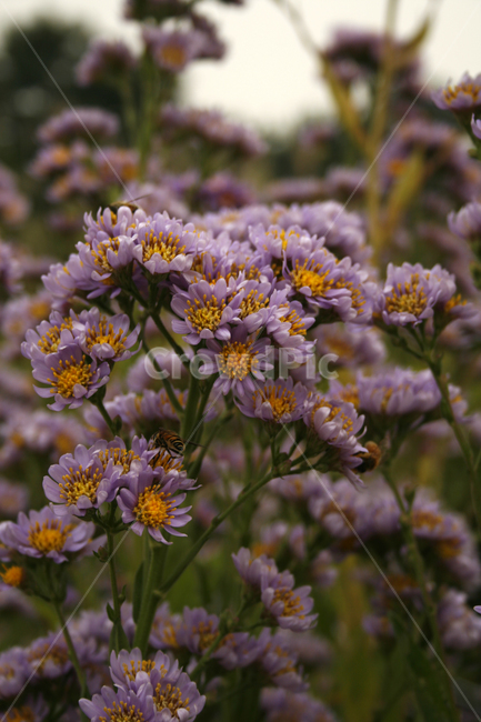 개미취,국화,가을,꽃,flower,식물,자연,plants,nature,꽃,flower
