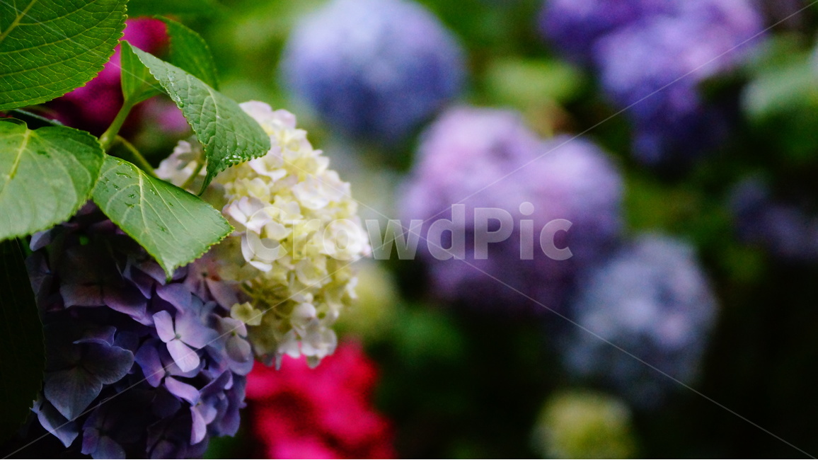 수국,산수국,꽃,꽃사진,태종대,식물,식물,자연,plants,nature,꽃,flower