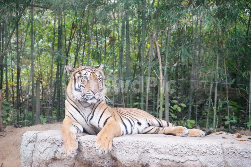 호랑이,동물원,tiger,zoo,koreasymbol,동물,animal,포유류,mammal