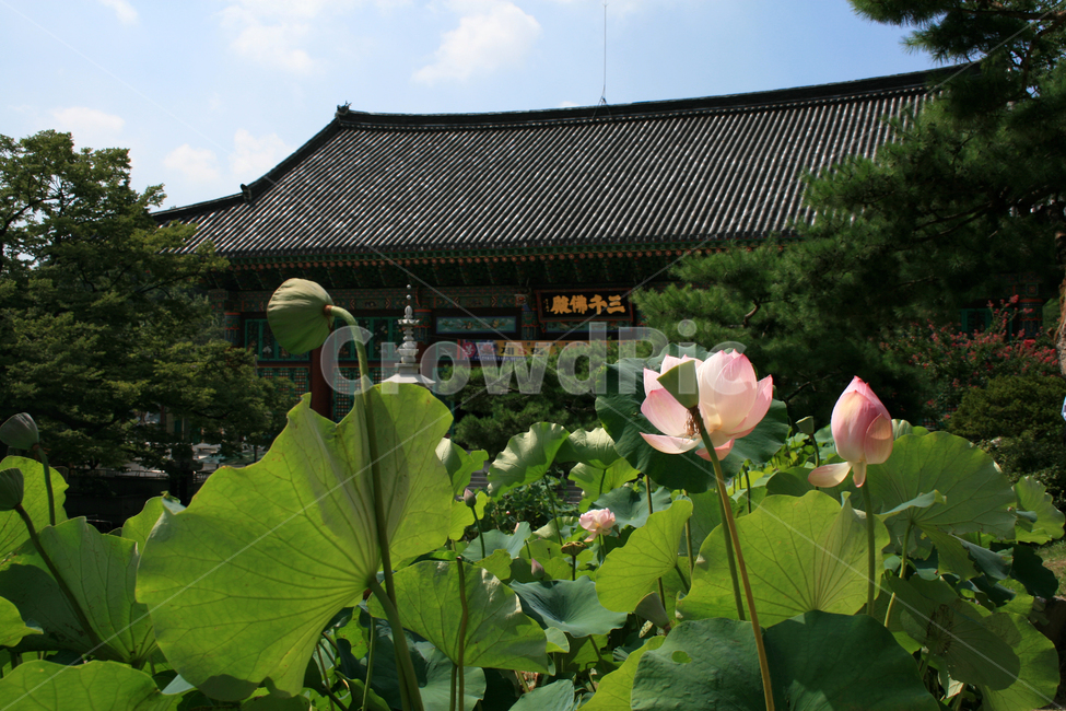 봉원사,연꽃,식물,flower,plants,nature,꽃,사찰,절,한국전통,한국문화,korean traditional,korean culture,식물,자연,plants,nature,꽃,flower,종교,신앙,religion,belief,faith
