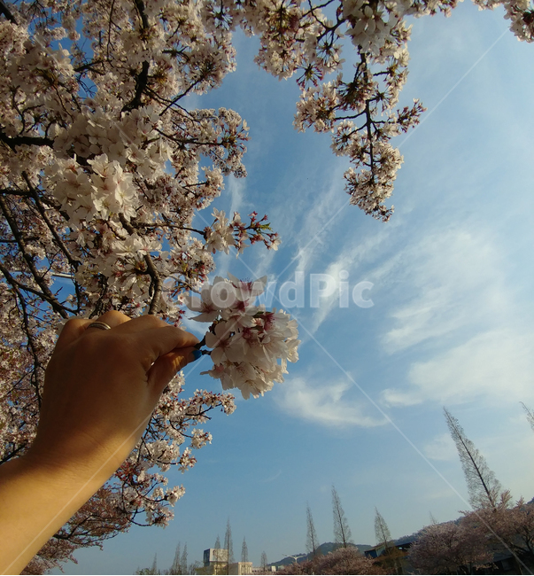 벚꽃,봄,벚꽃나무,손,하늘,자연,풍경,nature,landscape,사람,인물,인간,human,person,신체일부,몸,body,plant,식물,blossom,꽃,cherry blossom,flower