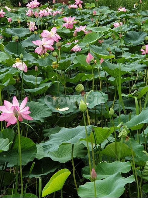 꽃,flower,식물,lotus,연꽃잎,식물,자연,plants,nature