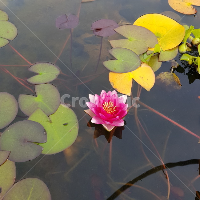 연꽃,plant,꽃,식물,연꽃한송이,flower,lotus,asinglelotus,abunchoflotus