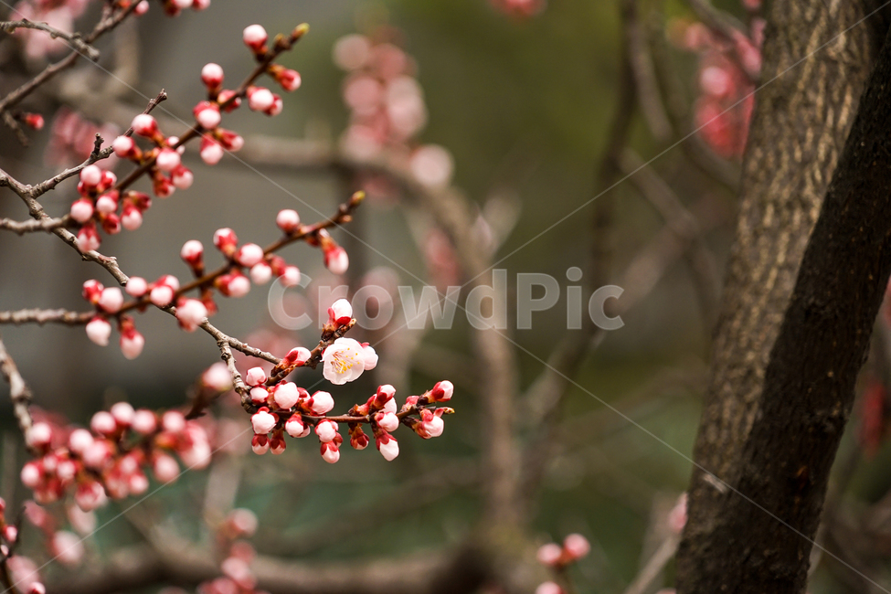 plant,식물,꽃망울,홍매,매화,flower,꽃
