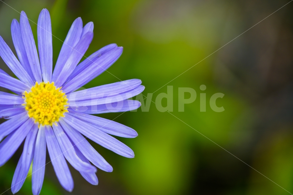 꽃,접사,접사사진,자연,플라워,아름다움,식물,미,컬러,화사함,식물,자연,plants,nature,꽃,flower