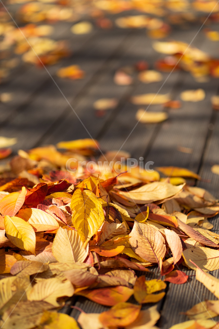 가을,낙엽,노랑,햇빛,빈티지,햇살,단풍,가을,계절,fall,autumn,season,leaf,잎,plant,식물