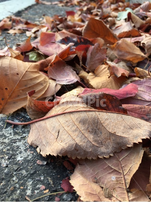 낙엽,감성,가을,거리,빨강,가을,계절,fall,autumn,season,leaf,잎,plant,식물