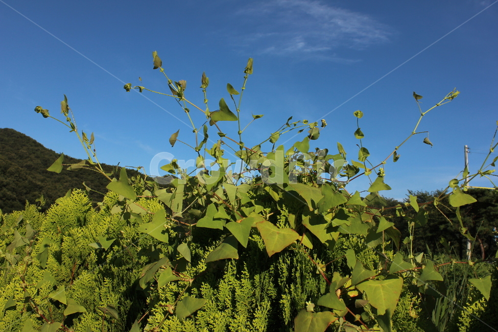 잡초,하늘,weeds,sky,솟아오름,식물,자연,plants,nature