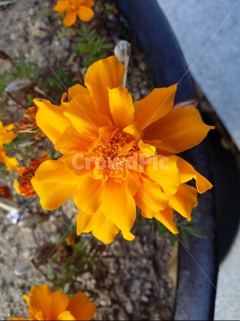 plant,식물,꽃,자연,flower,식물,자연,plants,nature,꽃,flower