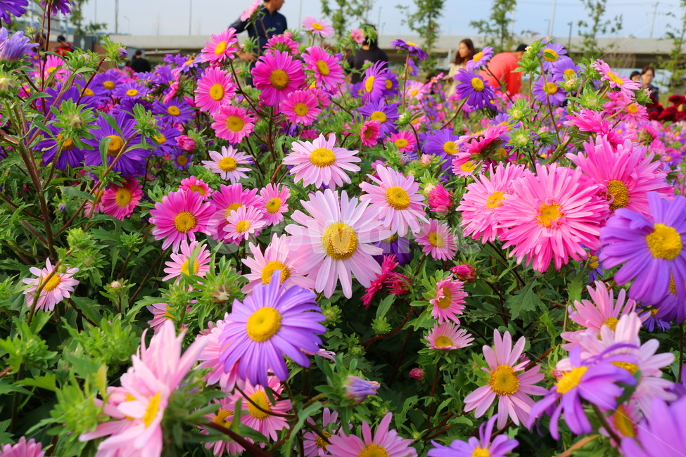 꽃,과꽃,국화과,식물,자연,취국,벽남국,추모란,식물,자연,plants,nature,꽃,flower