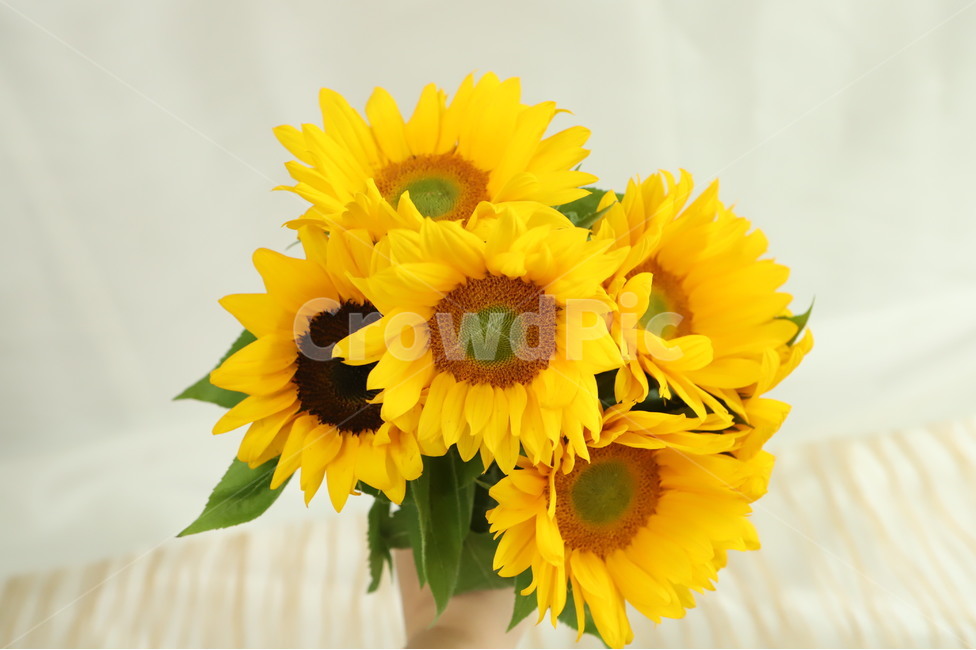 plant,식물,flower,꽃,blossom,flowerarrangement,feeling,sensible,자연,색감,색깔,색채,시즌,nature,감성사진,따뜻한,힐링,감성,배경,계절,만개,근접,여름,해바라기,꽃다발,bouquet,꽃,flower