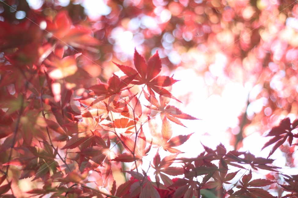 자연,풍경,나무,사물,단풍,빨간색,식물,자연,plants,nature,가을,계절,fall,autumn,season,plant,leaf,잎,tree,maple