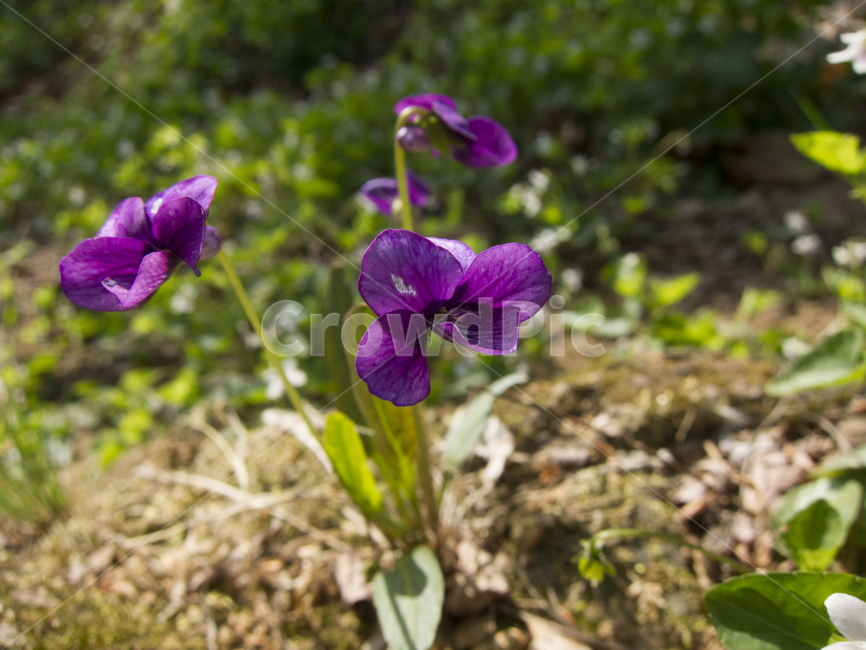 꽃,봄꽃,산속식물,flower,꽃밭,식물,자연,plants,nature,꽃,flower