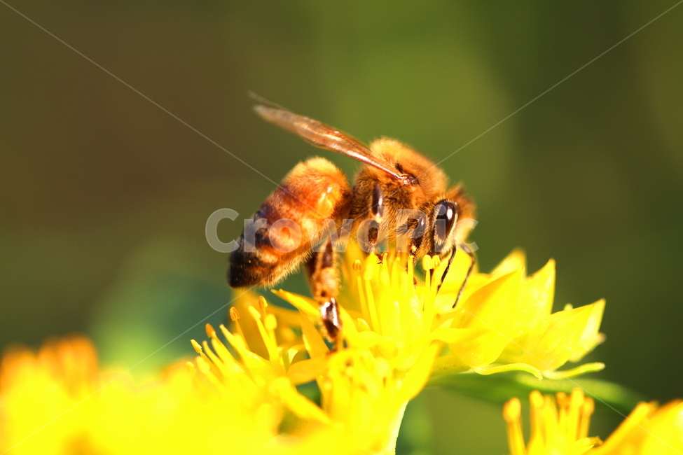 식물,꽃,동물,곤충,자연,식물,자연,plants,nature,꽃,flower,동물,animal,곤충,벌레,insect,bug