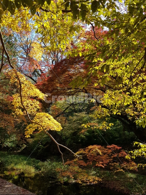 가을,가을나무,가을산,단풍,단풍나무,알록달록,전북,전라북도,전라북도고창군,고창군,선운산도립공원,선운산,절경,풍경,자연,가을,계절,fall,autumn,season,tree,나무,plant,식물,leaf,잎,tree trunk,나무 줄기,maple
