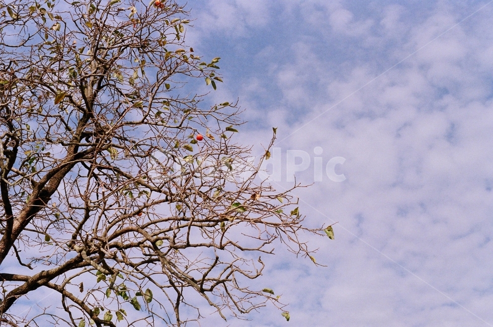 필름사진,풍경사진,감나무,가을,나무,식물,자연,plants,nature,나무,trees,wood